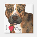 Buscar amstaff casa hogar Perro