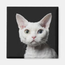 Buscar raros imanes Gatos