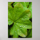 Buscar gota de lluvia posters Verde