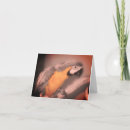 Buscar loro negro postales Blanco y negro