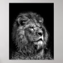 Buscar león blanco negro posters Zoológico