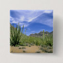 Buscar cactus del desierto chapas Naturaleza