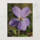 Buscar flor violeta postales Viola