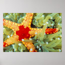 Buscar coral rojo posters Pescado