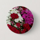 Buscar carnaval chapas Rosa