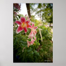 Buscar lilly posters Lillies