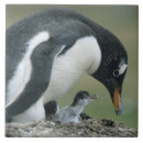 Buscar alimentación azulejos Vida silvestre