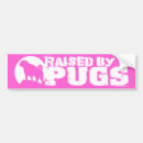 Buscar pug pegatinas parachoque Bichos