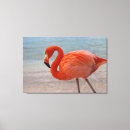 Buscar flamingo lienzos Océano