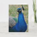 Buscar indio fotograficas tarjetas Pavo real