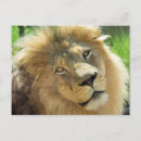 Buscar león postales Africano