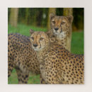 Buscar del guepardo puzzles Felino