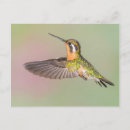 Buscar hummingbird postales Tropical