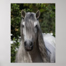 Buscar cabeza de caballo posters Raza