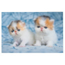 Buscar baby kitten arte Cute baby animal
