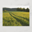 Buscar paz en la tierra postales Vegetación