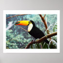Buscar tucanes posters General y unisex