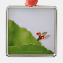 Buscar mariquitas adornos Insecto