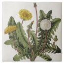 Buscar dientes de león azulejos Flores