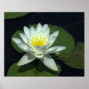 Buscar flor de loto posters Lirio de agua