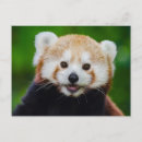Buscar panda feliz postales Animal