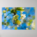 Buscar flores hermosas posters Flor de cerezo
