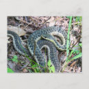 Buscar culebra postales Serpiente