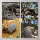 Buscar collage animal posters Vida silvestre