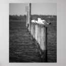 Buscar gaviota posters Litoral