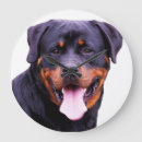 Buscar rottweiler relojes de pared Adorable