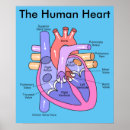Buscar corazón humano posters Arteria pulmonar