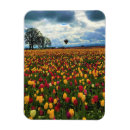 Buscar tulipa imanes Primavera