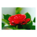 Buscar rosa rojo romántico posters Amor