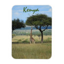 Buscar kenya imanes Jirafa
