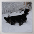 Buscar tormenta perfecta Animales