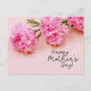 Buscar claveles postales Rosa