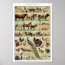 Buscar domesticado Animales