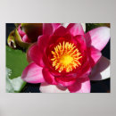 Buscar waterlily posters Rosa