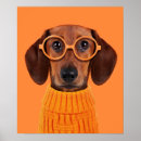 Buscar dachshund lindo posters Cachorro