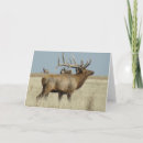 Buscar alces del toro Wapiti