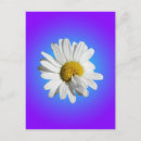 Buscar margaritas florales postales General y unisex