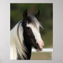 Buscar caballo gitano posters Animal