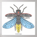 Buscar luciérnagas posters Insecto