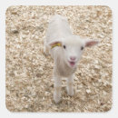 Buscar cordero pegatinas Animales de bebé