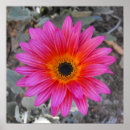 Buscar margarita africana posters Lila