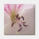 Buscar dentro imanes Floral