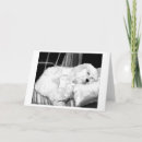 Buscar cucaracha tarjetas 8 º tarjeta