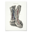 Buscar anatomía fotografía Anatómico