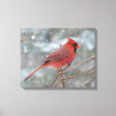 Buscar cardenal rojo arte Pájaro