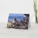 Buscar pollo joven postales Pájaro